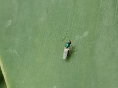 Microchrysa