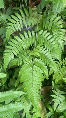 Diplazium polypodioides