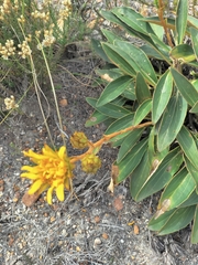 Berkheya herbacea