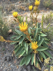 Berkheya herbacea