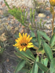 Berkheya herbacea