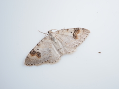 Venusia semistrigata