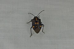Aplerotus maculatus