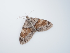 Trichopteryx terranea