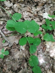 Lathyrus rotundifolius