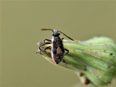 Rhopalinae