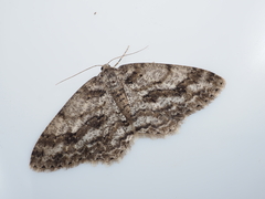 Ectropis crepuscularia