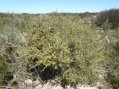 Aspalathus divaricata divaricata