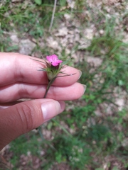 Dianthus capitatus