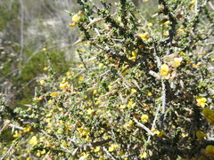 Aspalathus divaricata divaricata