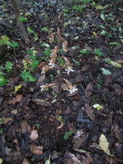 Gastrodia cunninghamii