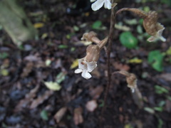 Gastrodia cunninghamii