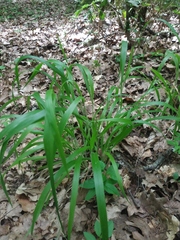 Brachypodium sylvaticum