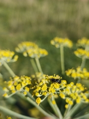 Hylaeus punctatus