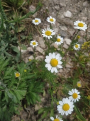 Anthemis cotula