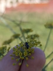 Hylaeus punctatus