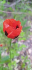 Papaver rhoeas