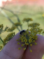 Hylaeus punctatus
