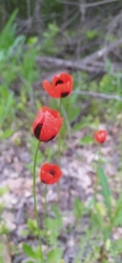 Papaver rhoeas