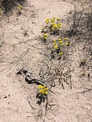 Pectis angustifolia angustifolia