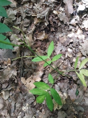 Cardamine quinquefolia
