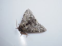 Eriodonta amagisana