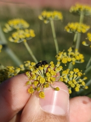 Hylaeus punctatus