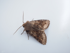 Orthosia coniortota