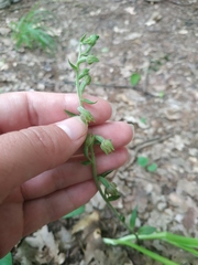 Epipactis microphylla