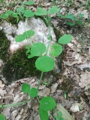 Lathyrus rotundifolius
