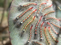 Trichiocercus sparshalli