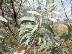 Acacia longispicata