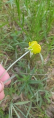 Ranunculus illyricus