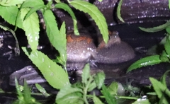 Uperodon taprobanicus