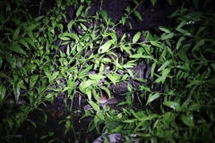 Uperodon taprobanicus