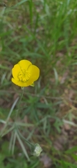 Ranunculus illyricus