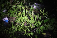 Uperodon taprobanicus