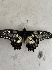 Papilio anactus