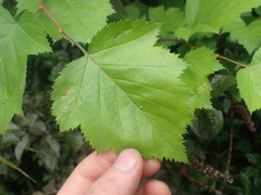 Crataegus coccinioides