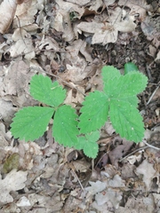 Potentilla micrantha