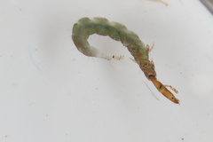 Hydrobiosidae