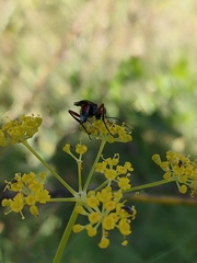 Diplazon laetatorius