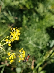 Diplazon laetatorius