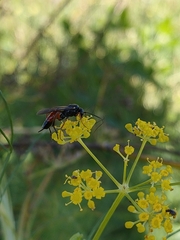 Diplazon laetatorius