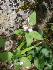 Clinopodium caucasicum