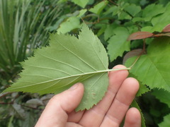 Crataegus coccinioides