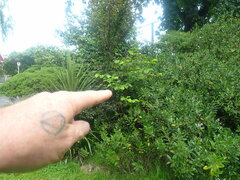 Crataegus coccinioides