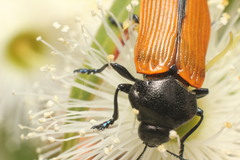 Castiarina rufipennis