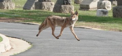 Canis latrans