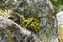 Colobanthus brevisepalus